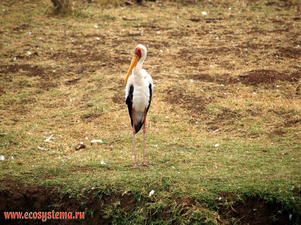 -,     (Mycteria ibis)
(  - Ciconiidae).
,     