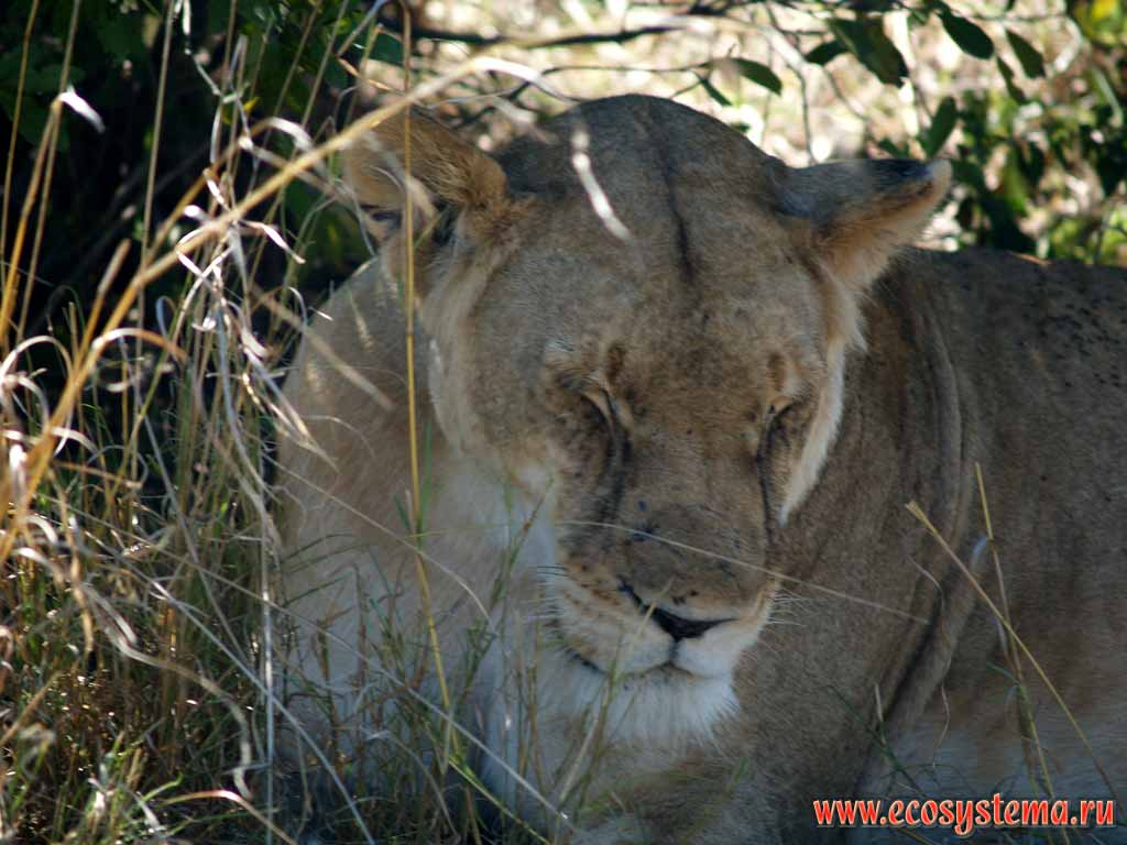 ,    (Panthera leo) -  
(  - Felidae,   - Carnivora).
,    