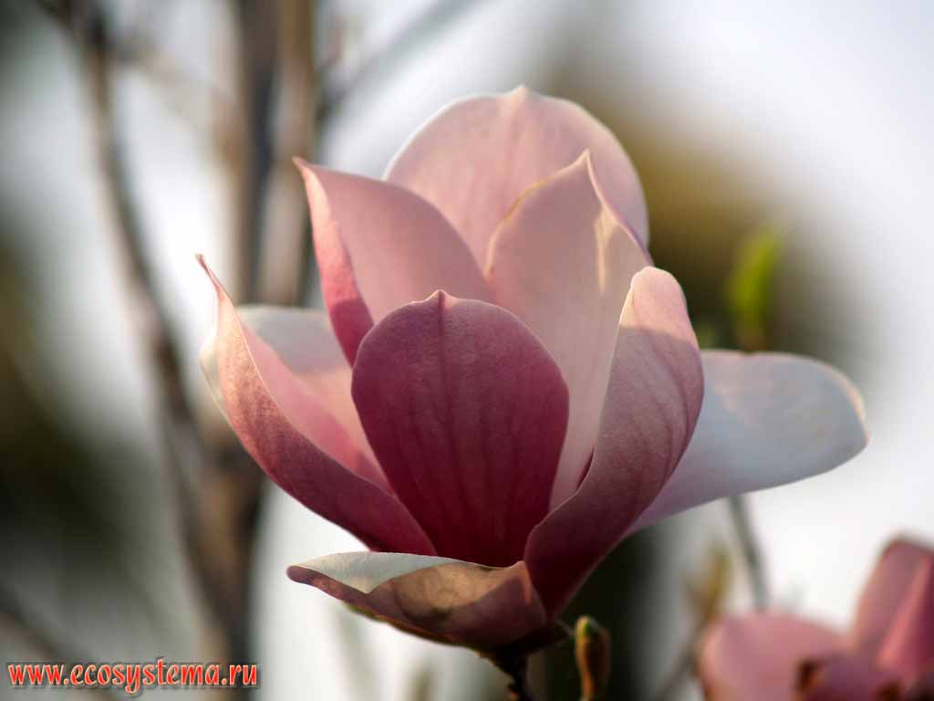  ,   -  
(Magnolia soulangeana) (  - Magnoliaceae)