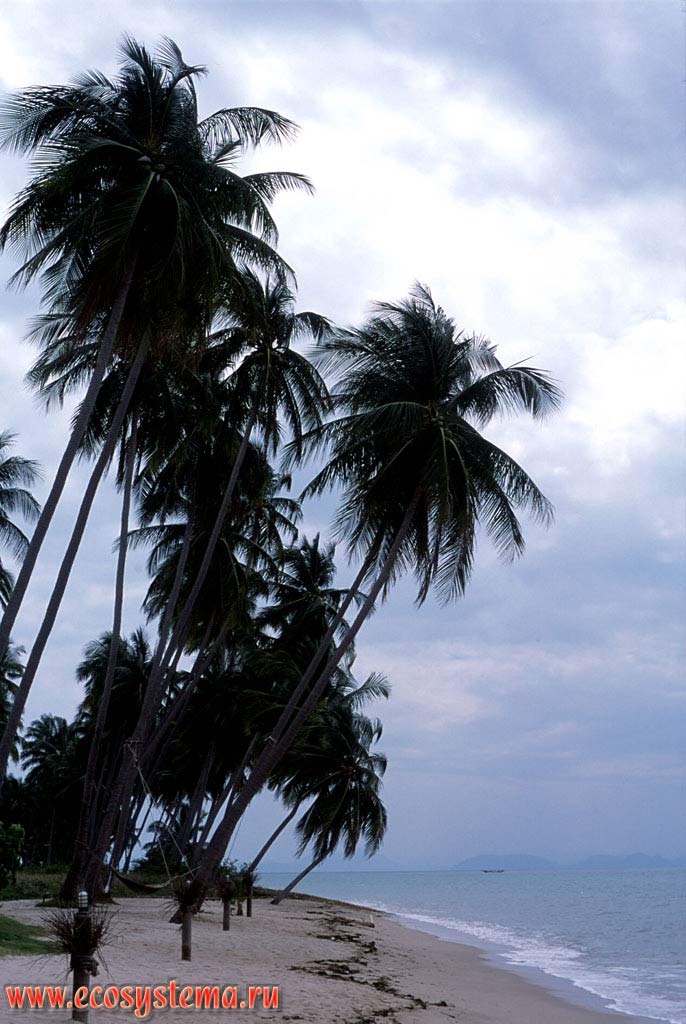 Coconut trees (Cocos nucifera) on the edge of sandy beach. Indochinese Peninsula, Thailand