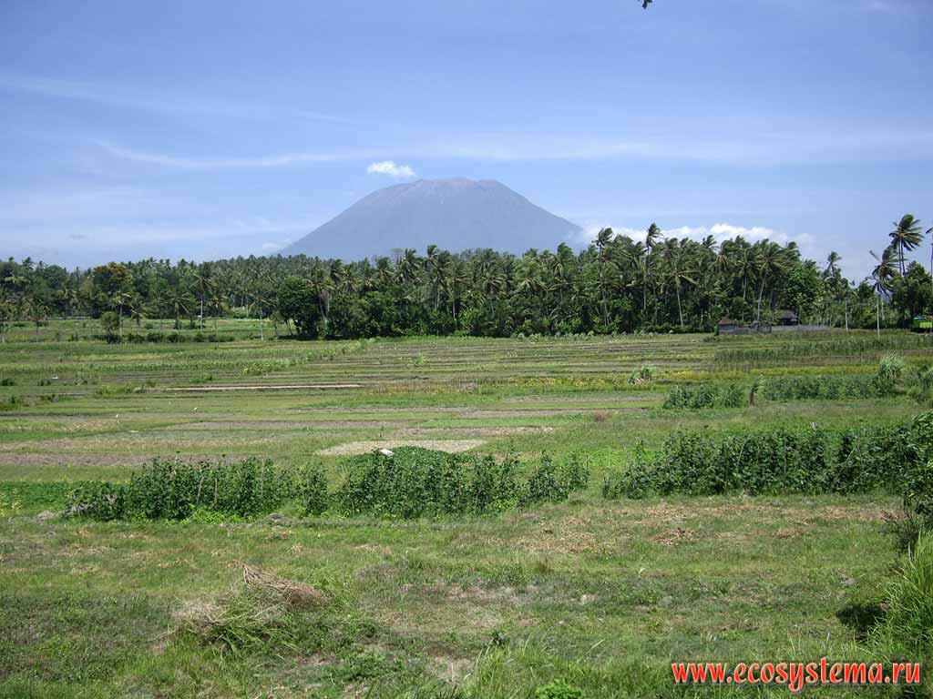 Сельскохозяйственный ландшафт острова Бали.
Вдали - вулкан Агунг (3142 м)