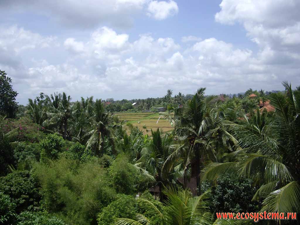 Сельскохозяйственный ландшафт острова Бали.
Преобладают финиковые пальмы (Phoenix dactylifera L.)