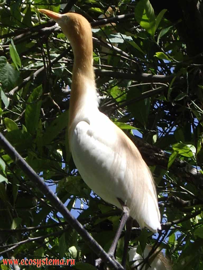 The cattle egret (Bubulcus ibis).