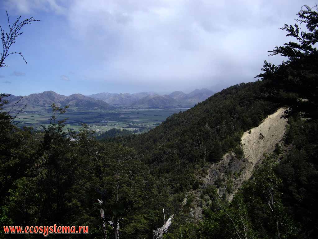  -       (Spenser Mountains),
   -       (Pinus radiata)
(700  ...).      
( ,   )