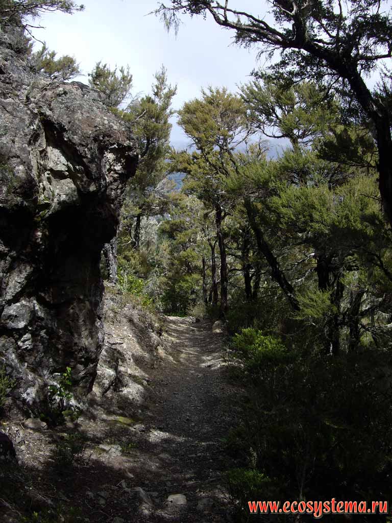       (Pinus radiata), 
 (Chamaecyparis lawsoniana),   (Chamaecyparis
obtusa),   (Cedrus atlantica),  (Pseudotsuga)  
 ,  ,  (Laburnum).  800  ...