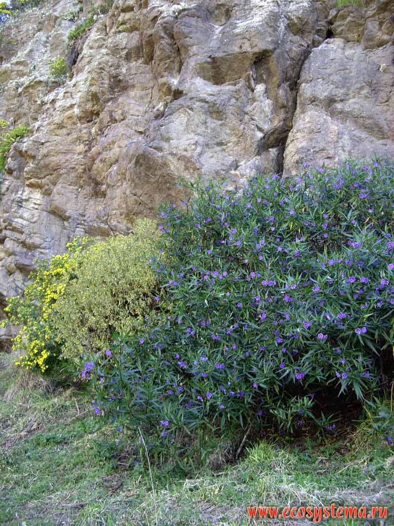   .    -  ,
   (Solanum laciniatum).
 ,  ()
( ,    )