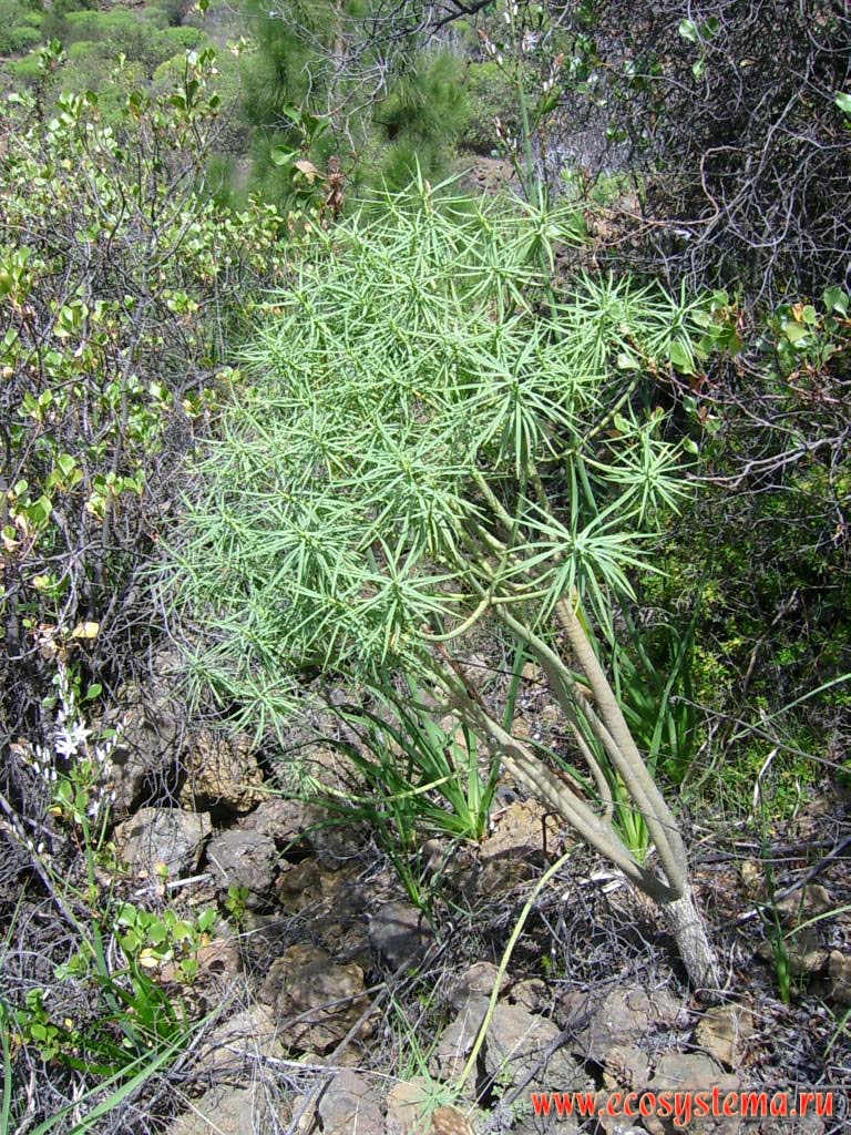   (Euphorbia obtusifolia)
(   Euphorbiaceae).
    
(0-600    )