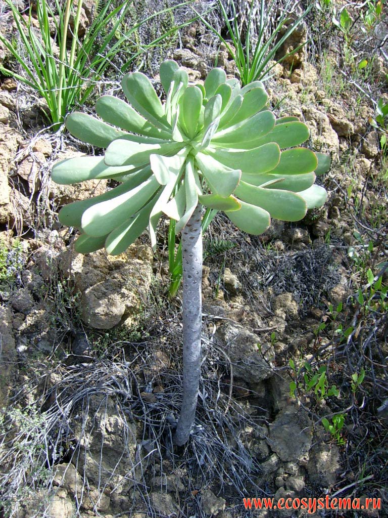  ,    (Aeonium haworthii)
(  Aeonium pseudourbicum)(   Crassulaceae).
    
(0-600    )