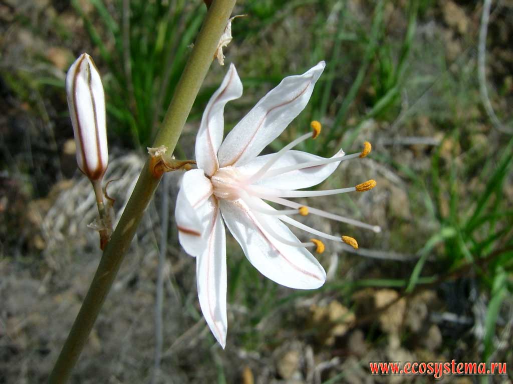    (Anthericum ramosum) (  -
Anthericoideae,    Liliaceae).
    
(0-600    )