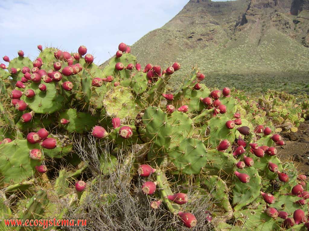   (Opuntia dillenii )  
(   Cactaceae)
    
(0-600    )