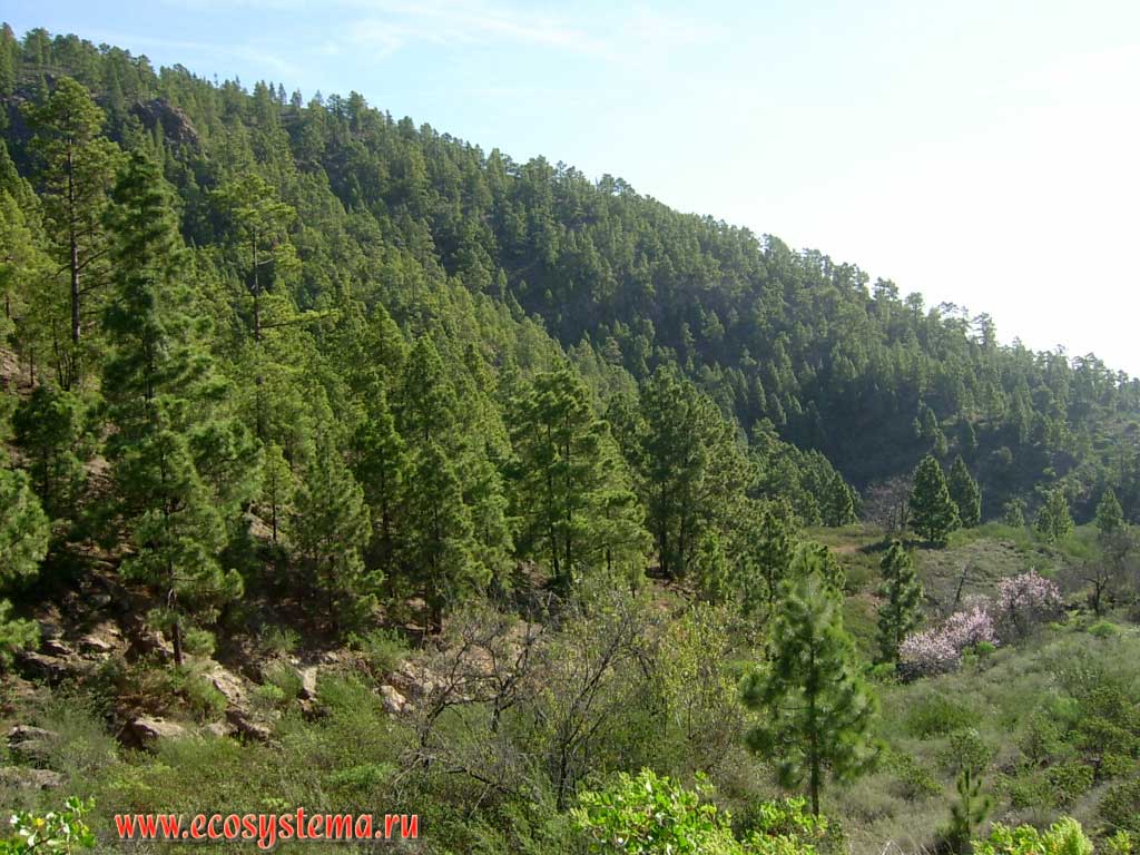 Temperate light coniferous forest zone (600-800 meters above sea level) with Canary Island pine
(Pinus canariensis)  the endemic of the Canary Islands. Tenerife Island, Canary Archipelago