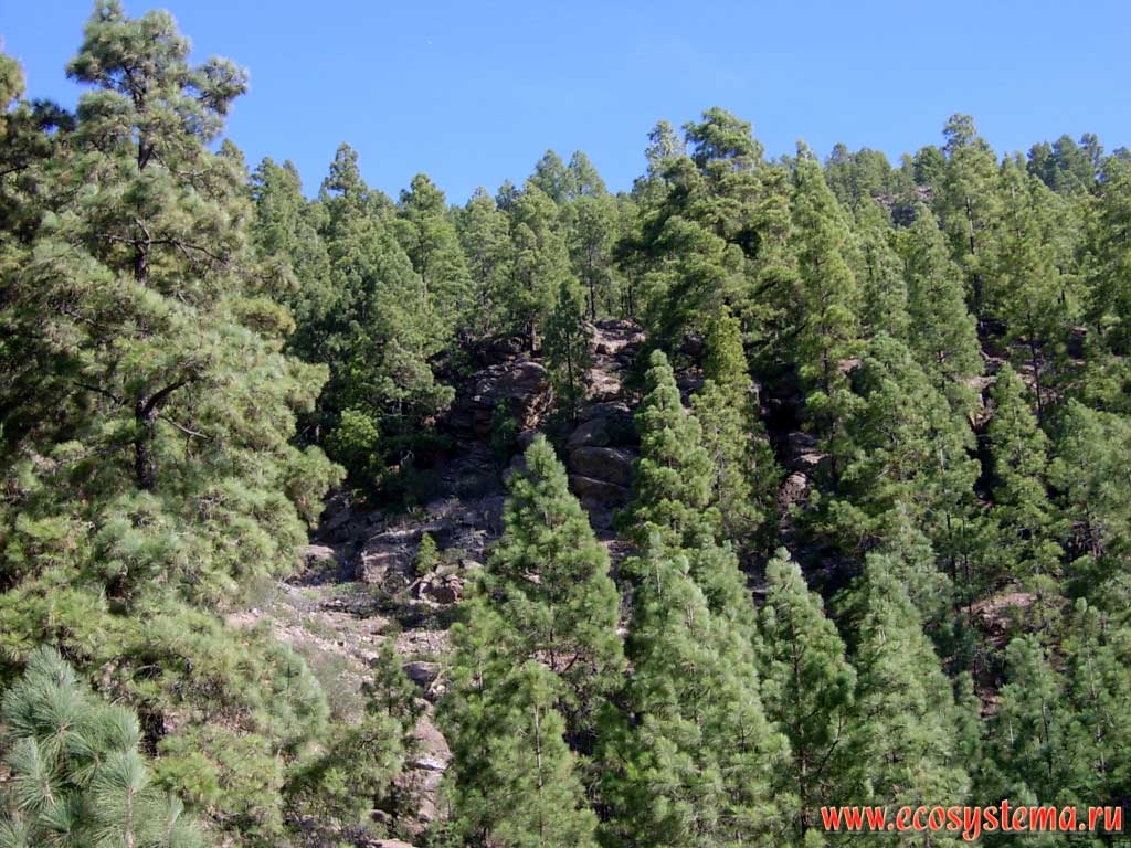      (Pinus canariensis).
   (800-1500    )