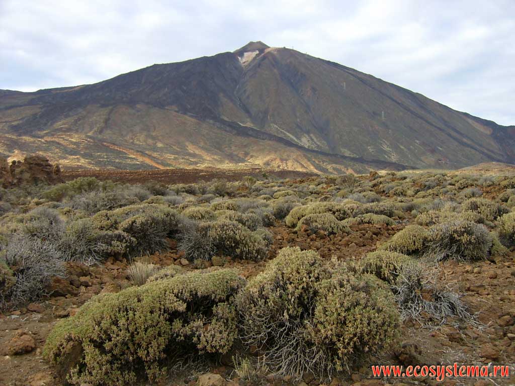        (De las Canadas).
     ,
  (Euphorbia balsamifera).     
(Pico del Teide  3718  ...) (    2500    )