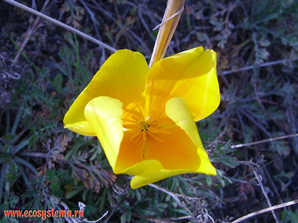   ,    (Eschscholzia californica)
(   Papaveraceae).
     (Anaga) - 
