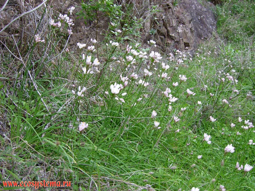   (Allium roseum) (   Alliaceae).
  (Masca)    (Teno).
  700    