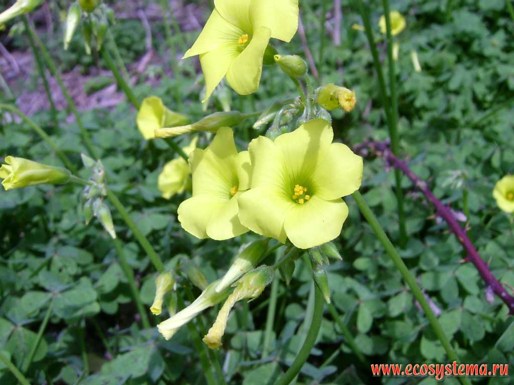   (Oxalis pes-caprae)(   Oxalidaceae)