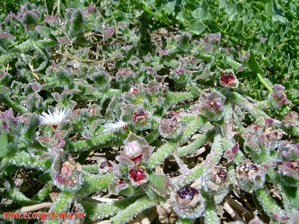  ,   ,   
(Mesembryanthemum crystallinum) (   Aizoaceae, 
  Caryophyllales)