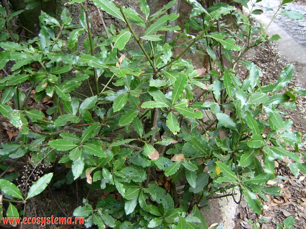   (Laurus novocanariensis)(   Lauraceae)   