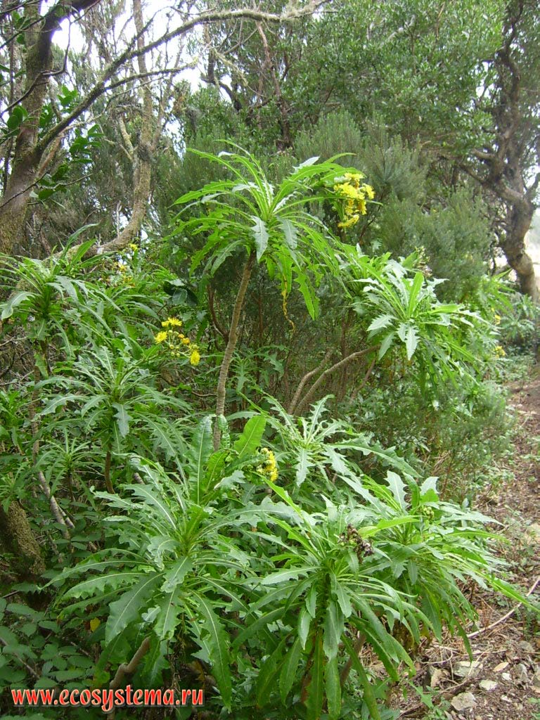   (Sonchus congestus)(   Asteraceae).
       
  