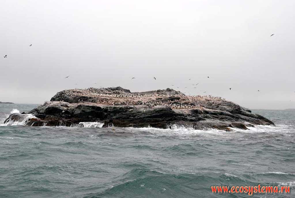 Колония морских птиц (птичий базар) на маленьком острове в проливе Бигль,
южная оконечность архипелага Огненная Земля