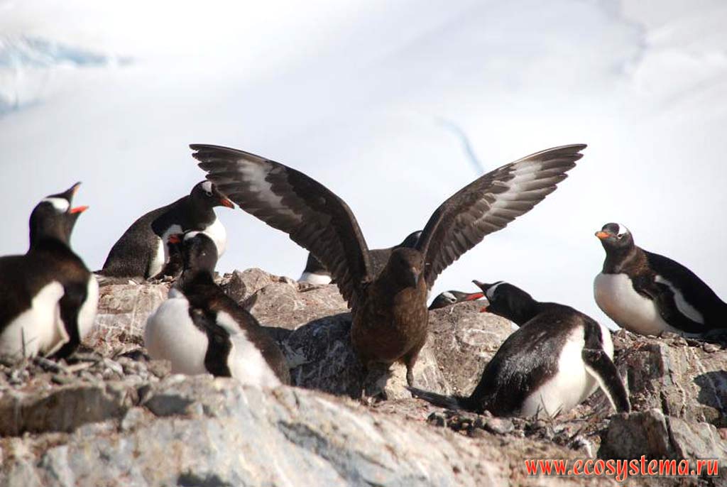 South Polar Skua (Catharacta maccormicki) (Stercorariidae Family) in the colony of Gentoo Penguins (Pygoscelis papua).
Winkie Island near Port Lokroy, Antarctic peninsula, West Antarctic