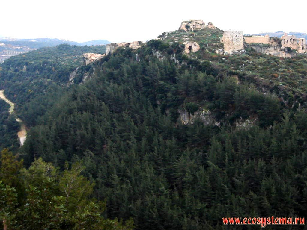 Saladins (Salah al-Din) fortress on the rock overgrown with coniferous forest (Lebanon cedar).
Ansaria ridge, Asian Mediterranean (Levant), Latakia area, Western Syria