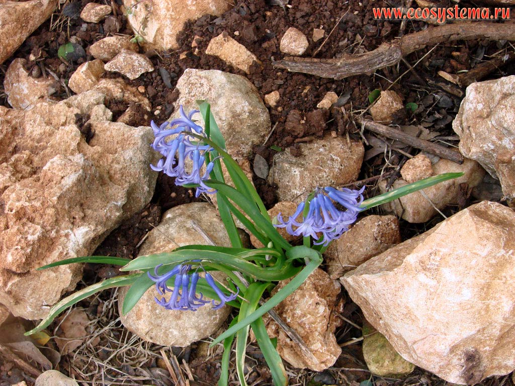  (Hyacinthus sp)