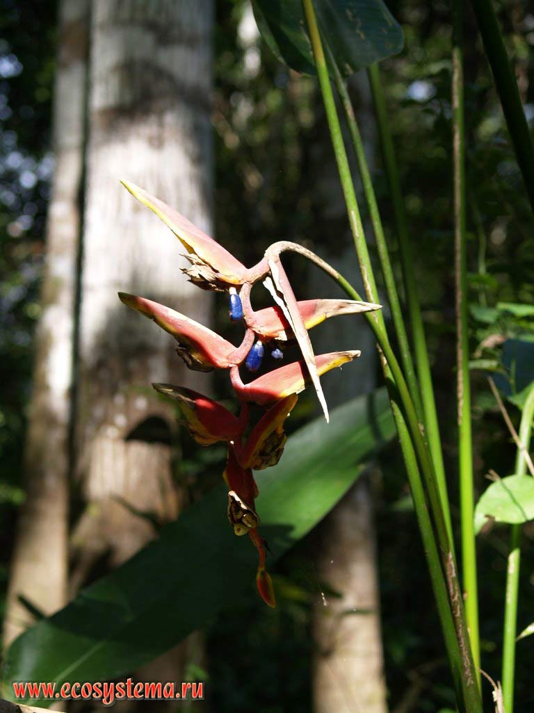   ,   (Heliconia marginata)
(  - Heliconiaceae,   - Zingiberales)
   (,   ).     (  ).
-,   ,  ,   ,    