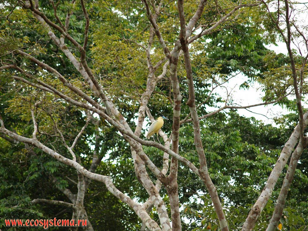 The Capped Heron (Pilherodius pileatus) in the tropical forest. The Yarinacocha Lake surroundings. The western region of the Amazonian Lowland in the Central Andes foothills.
Not far from the city of Pucallpa, the Department of Ucayali, Eastern Peru near Brazil border