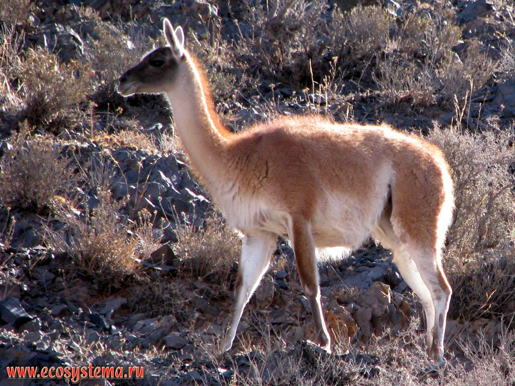  (Auchenia huanaco, . Lama guanacoe) -  -  ,    (Auchenia pacos, . Lama pacos)
(  ,   - Artiodactyla,  ,   - Tylopoda,   - Camelidae,   - Auchenia,  Lama)