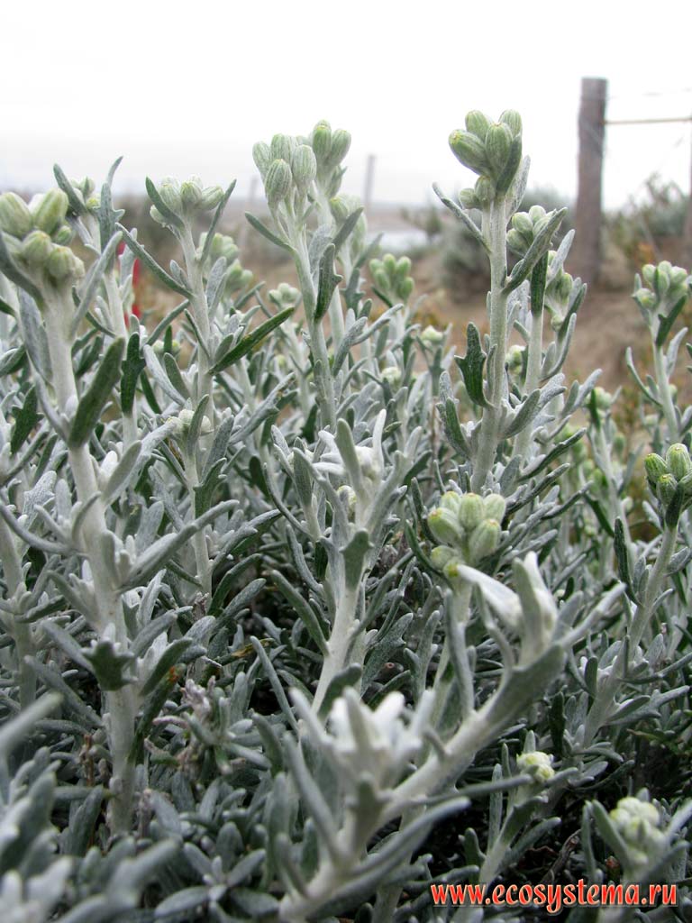  (Artemisia sp) (c C - Asteraceae,  Compositae)  .
     .  , - 