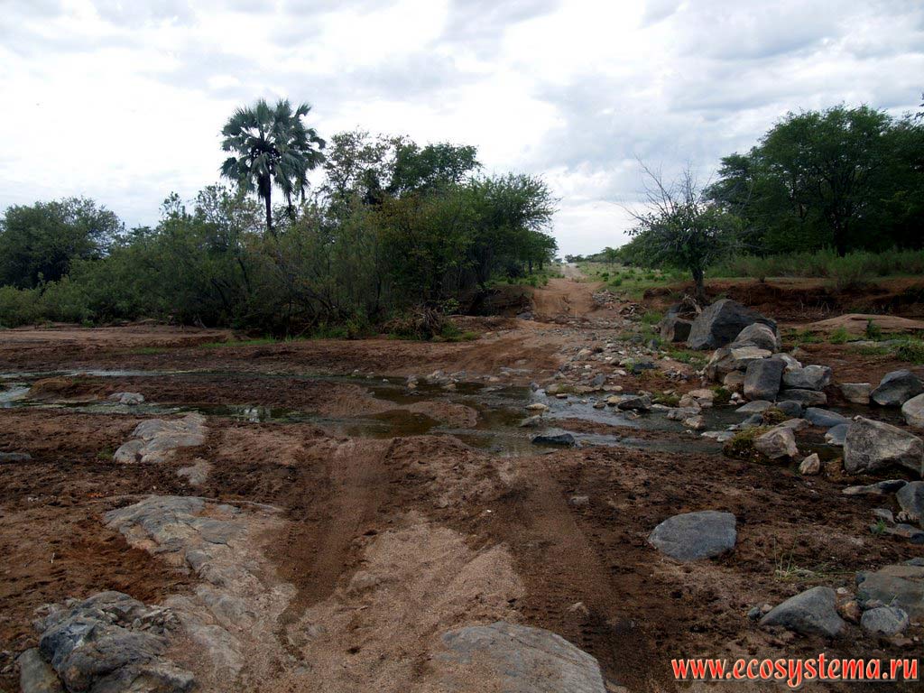 River crossing on the mountain road surrounded by xerophytic tropical savanna sparse growth. South African Plateau, Chitado area, Cunene province, southern Angola