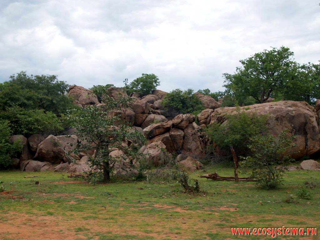 Xerophytic tropical savanna sparse growth and the heap of volcanic origin boulders. South African Plateau, Otchinjau area, Cunene province, southern Angola