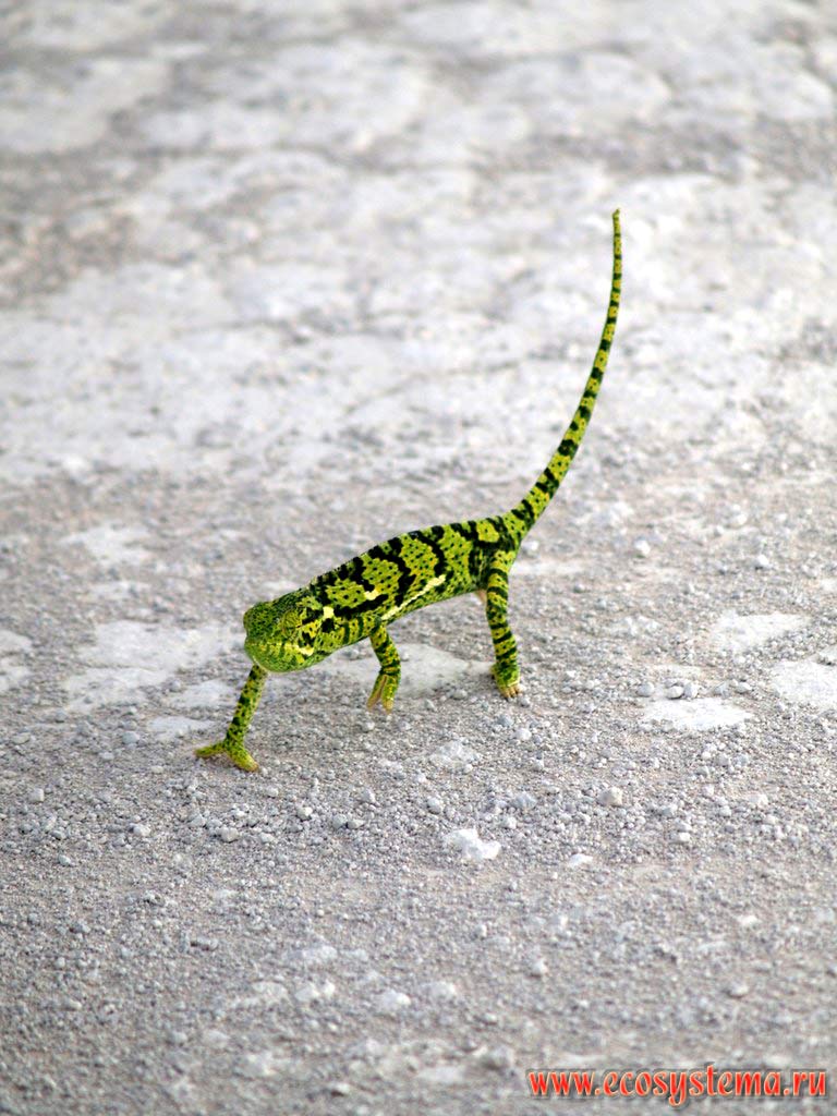 The chameleon (Chamaeleonidae), running along the gravel path.
Etosha, or Etoshа Pan National Park, South African Plateau, northern Namibia