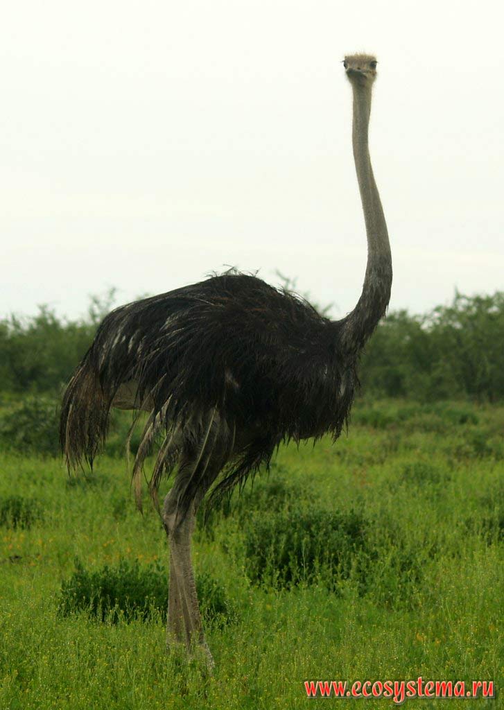 The Ostrich (Struthio camelus, S. c. australis subspecies).
Etosha, or Etoshа Pan National Park, South African Plateau, northern Namibia