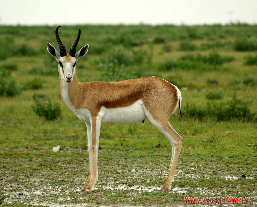 The Impala (Aepyceros melampus) young male (Impalas subfamily - Aepycerotinae, Bovidae family).
Etosha, or Etoshа Pan National Park, South African Plateau, northern Namibia