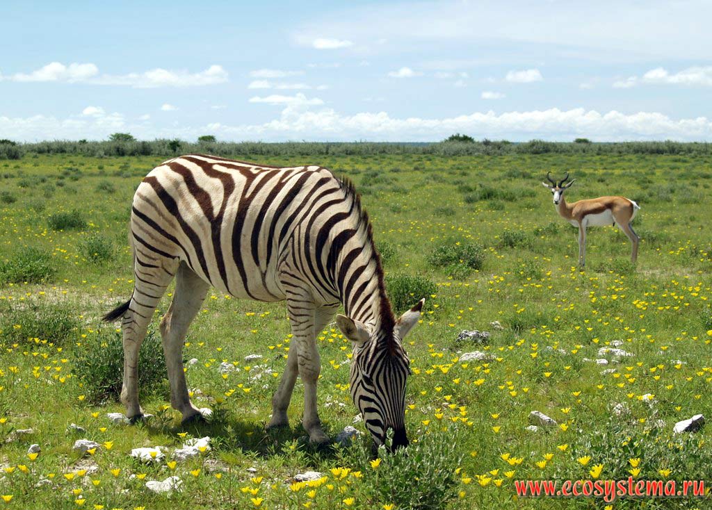 The Plains zebra (Equus quagga burchellii subspecies) and Impala (Aepyceros melampus) in savanna.
Etosha, or Etoshа Pan National Park, South African Plateau, northern Namibia