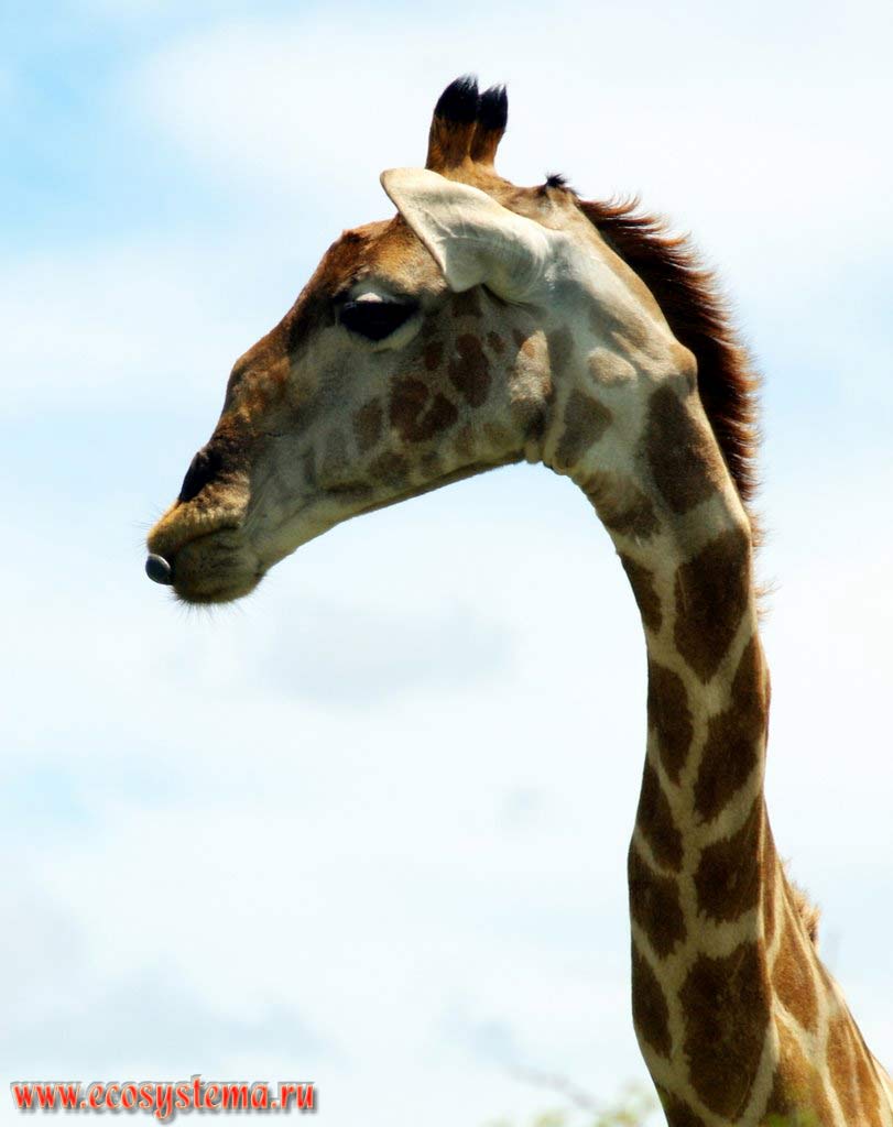 The giraffe (Giraffa camelopardalis) head on the thin neck.
Etosha, or Etoshа Pan National Park, South African Plateau, northern Namibia