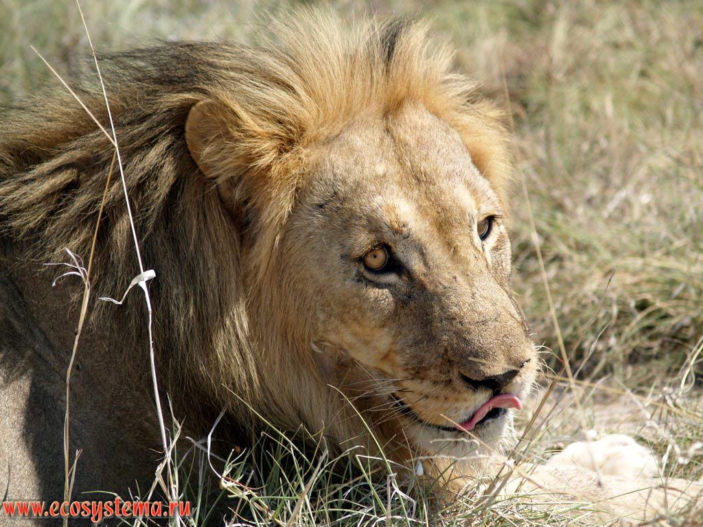 The African Lion (Panthera leo) adult male (Felidae family, Carnivora order). Etosha, or Etoshа Pan National Park, South African Plateau, northern Namibia