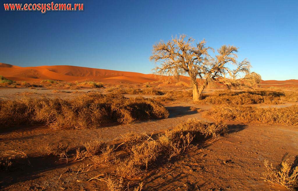  -     .  -  .   (, Sossusvlei),
   (NamibRand Nature Reserve),   - (Namib-Naukluft National Park),
- ,  