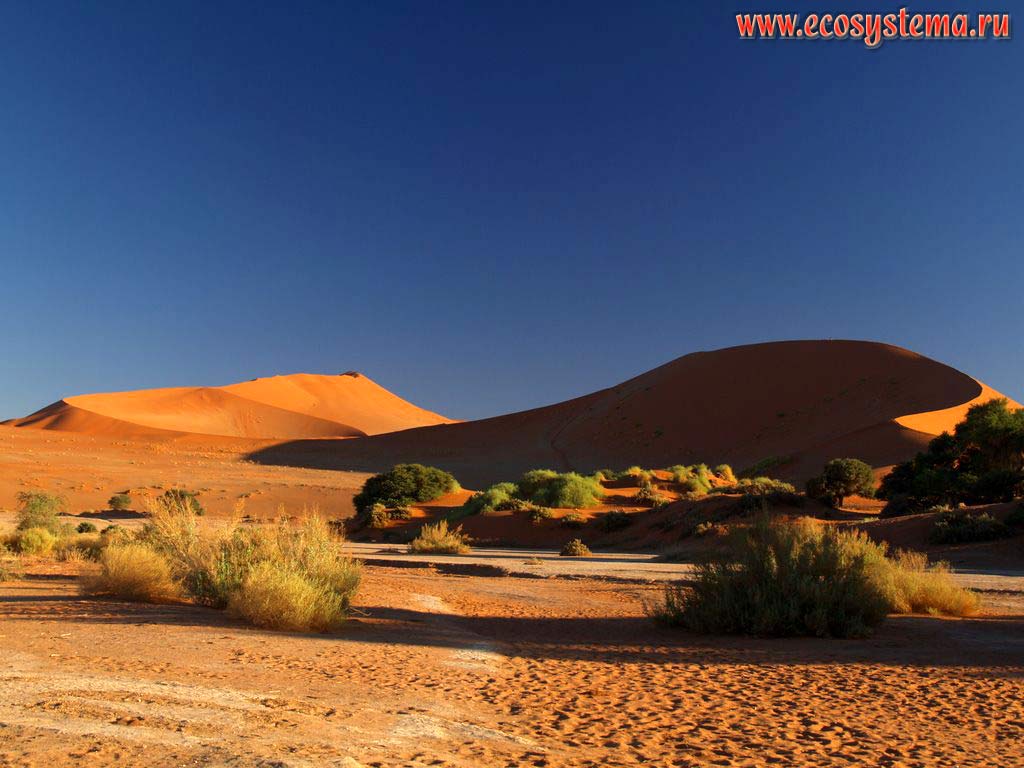 The xerophytic bush vegetation in the sandy Namib Desert. Leeward desert dunes slopes are far away (in the shadow).
Sossusvlei red dunes, Namib Desert, Namib-Naukluft National Park, South African Plateau, Central Namibia