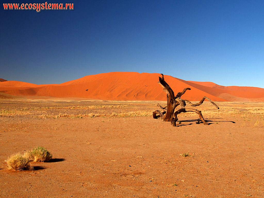 The xerophytic vegetation in the sandy Namib Desert with desert sandy dunes in the distance.
Sossusvlei red dunes, Namib Desert, NamibRand Nature Reserve, Namib-Naukluft National Park, South African Plateau, Central Namibia