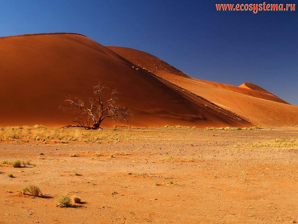 The windward (exposed to the wind) slope (the foot) of the sandy desert dune.
Sossusvlei red dunes, Namib Desert, NamibRand Nature Reserve, Namib-Naukluft National Park, South African Plateau, Central Namibia
