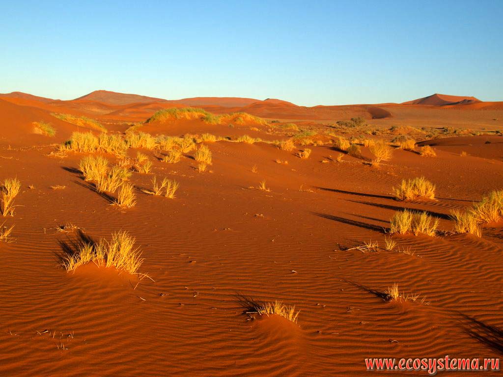 Sandy desert dunes overgrowing with xerophytic vegetation in the Namib Desert.
Sossusvlei red dunes, Namib Desert, NamibRand Nature Reserve, Namib-Naukluft National Park, South African Plateau, Central Namibia