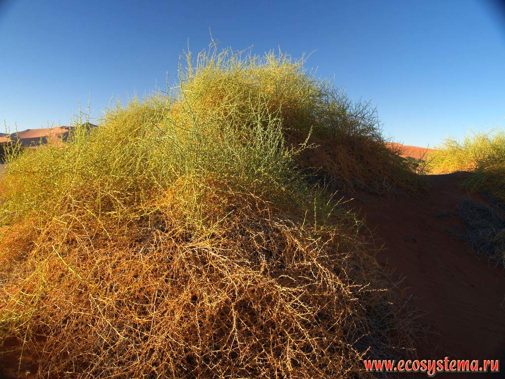 The xerophytic desert vegetation in the sandy Namib Desert.
Sossusvlei red dunes, Namib Desert, NamibRand Nature Reserve, Namib-Naukluft National Park, South African Plateau, Central Namibia