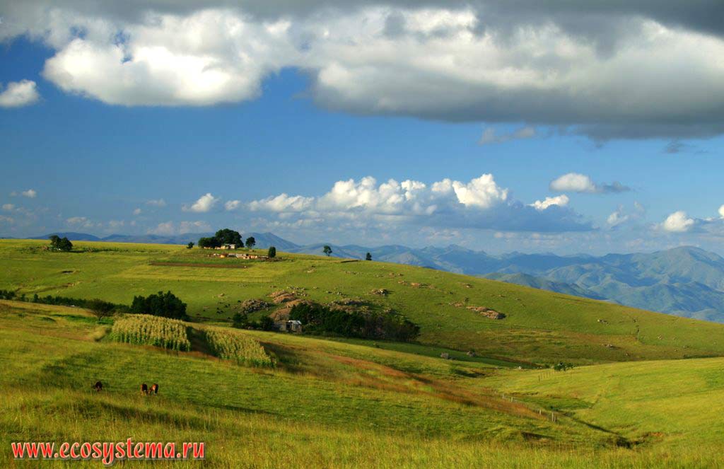 Subtropical African grassland (meadows) - veld on the eastern slopes of Drakensberg Mountains after the rainy season (summer of the southern hemisphere)
South African Plateau, Swaziland