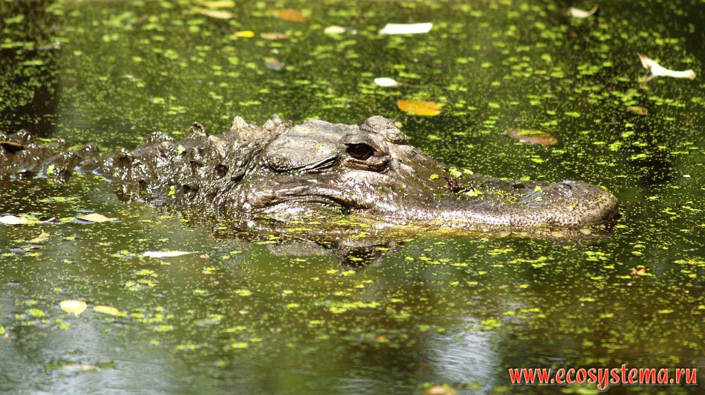   (Crocodylus niloticus) (  , Crocodylidae)  .     (Cape Vidal),  