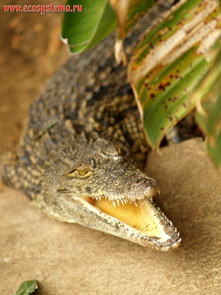    (Crocodylus niloticus) (  ,
Crocodylidae)  .     (Cape Vidal),  