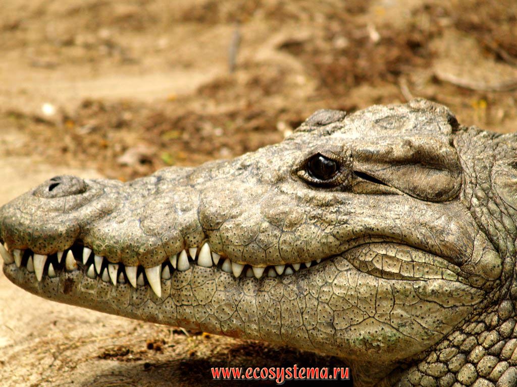    (Crocodylus niloticus) (  , Crocodylidae)  .     (Cape Vidal),  