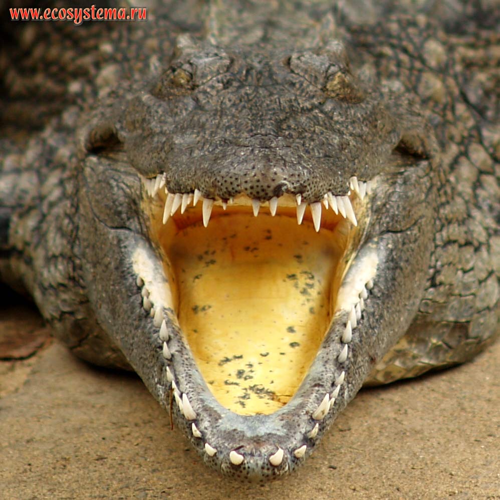     (Crocodylus niloticus) (  , Crocodylidae)  .
    (Cape Vidal),  